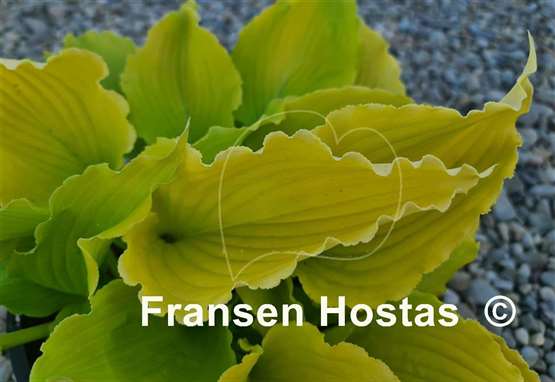 Hosta Seven Year Itch